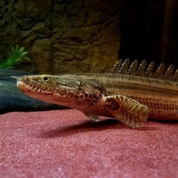 FKACommunity's tweet photo. Bichir’s are amazing animals. These guys grow anywhere from 8in to some species getting above 3.5ft! The Congo bichir is known as the biggest recorded weighing over 7lbs. 

#Monsterfish #monsterfishkeepers #monsterfishkeeper #monsterfishlovers #monsterfi… https://t.co/48QSEBEuiG https://t.co/MhrAGMUXXD