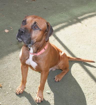 humanecharlotte's tweet image. 50 Scent was adopted over the weekend. His adoption fee was sponsored by Matt Kislowski and @Perficient. 50&apos;s new parents are now passing on the love and sponsoring AJ&apos;s adoption fee! 😍

Learn more about AJ at petango.com/HSC 🐶