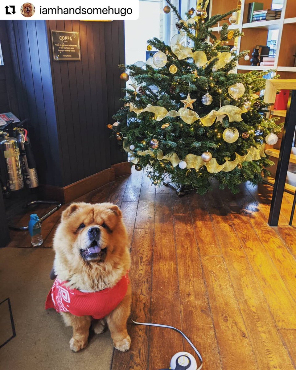 Fidapetus's tweet photo. Are you ready for the Christmas? 🎄🎄🎄🎄🐶🎄🎄🎄🎄🎄🎄
Thanks Hugo for sharing this cute photo (instagram: Iamhandsomehugo)
.
.
Our Autobrake Leash is now available at Petsmart 🥳. @PetSmart
#fidapet #autobrakeleash #stoppulling #dogleash #petsupply #doglover #fall #Petsmart https://t.co/j6Nh8mgwql