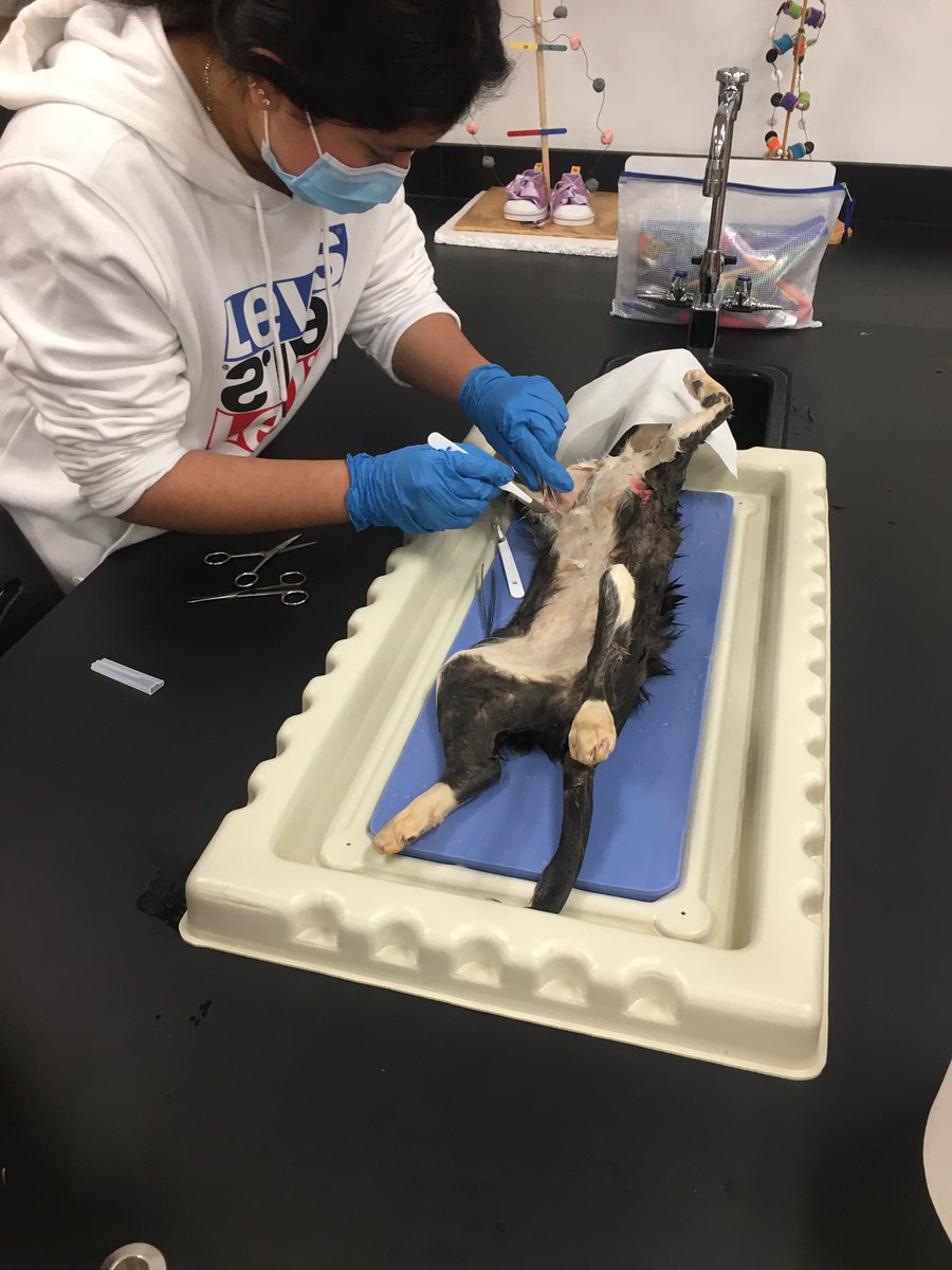 FINALLY dissecting cats in anatomy #WYproud