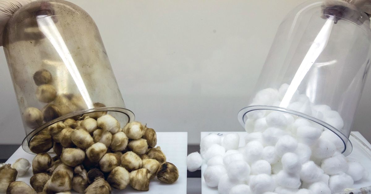 Nathan MasVapor tweet media