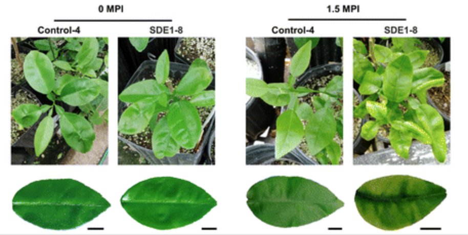 jmharris777's tweet photo. Editor’s Pick for @MPMIjournal! Kelley Clark, @wenboEffector et al investigate the role of the Liberibacter effector SDE1, finding that it promotes colonization, contributing to Huanglongbing (Citrus Greening Disease) likely via promoting leaf senscence. https://t.co/xdSc6EfGP3 https://t.co/XjX5vb5VnB