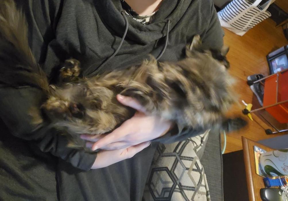 If Cat Not Enjoy Being Held...Why Baby Sized?: A Triptych