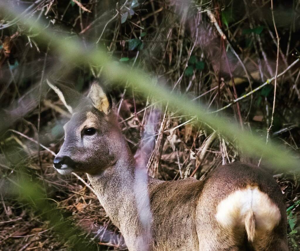 Und dann stand noch ein Reh ganz nah an unserem Garten. Leider konnte ich nur durch die geschlossenen Fenster fotografieren. Sie kommen meist wenn die Temperaturen etwas steigen und sich die Sonne zeigt.

.
.
#instanatur  #natur #nature #naturfotograf… instagr.am/p/CIyec1sgSIG/