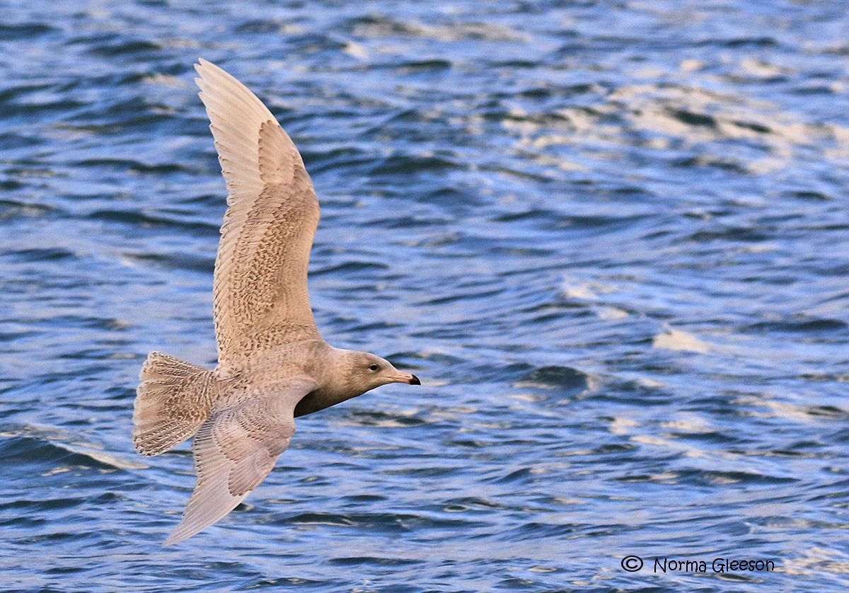 Norma Gleeson tweet media