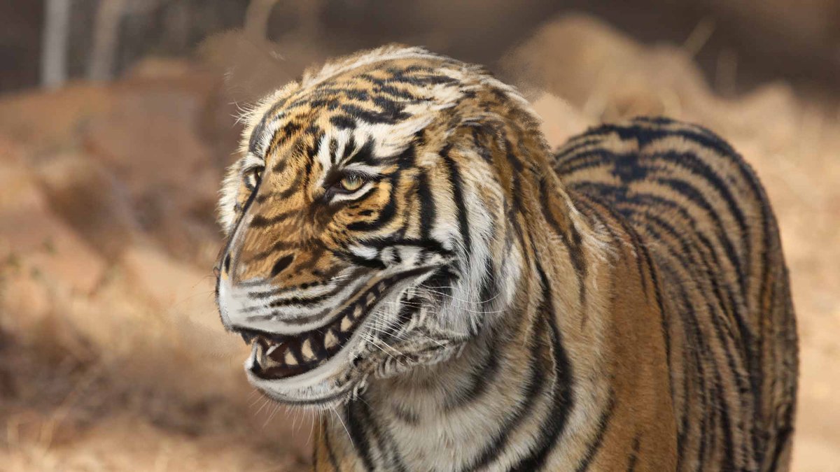 ive fixed tigers. i accept no criticism.