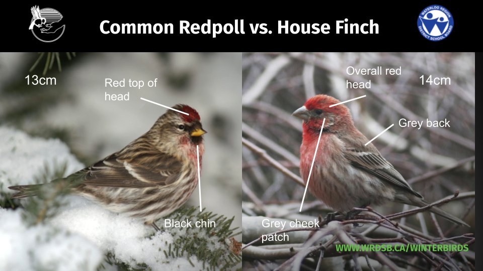 4/6: Compared to Common Redpolls, House Finches have a larger more conical beak shape, have more grey overall with heaver streaks. House finches like the shelter of conifer hedges and can be pretty faithful to a well-stocked feeder.  #WinterBirdsWRDSB