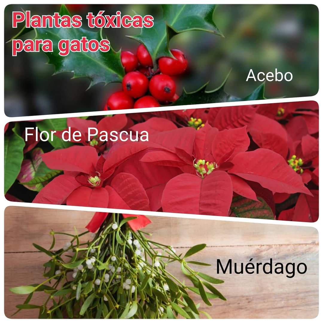 Animalets La Llagosta tweet media