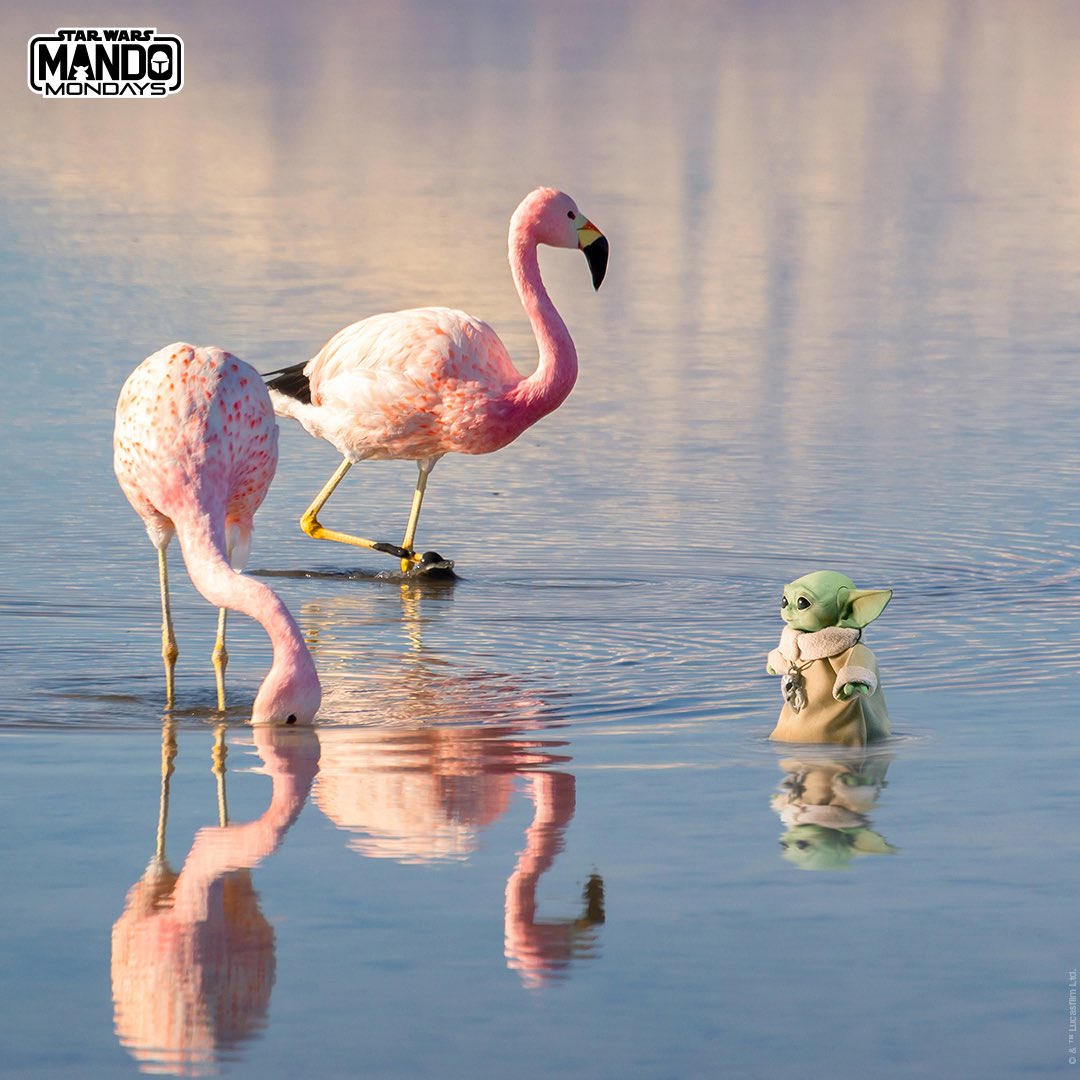 El Niño llegó a Latinoamérica! ¿Puedes reconocer los lugares que visitó?  #TheMandalorian   disponible solo en  @DisneyPlusLA. (4/8)