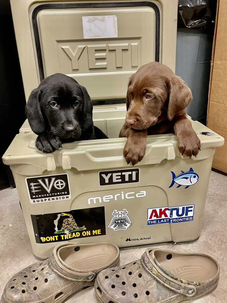 connerfain's tweet image. The goodest boys