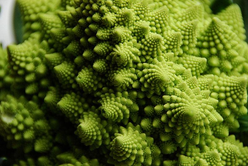 For instance: take fractals. From blood vessels to coastlines and snowflakes and many plants, you can find fractals everywhere. Even the universe is fractal-like up to a certain point - see fractal cosmology (8/100)
