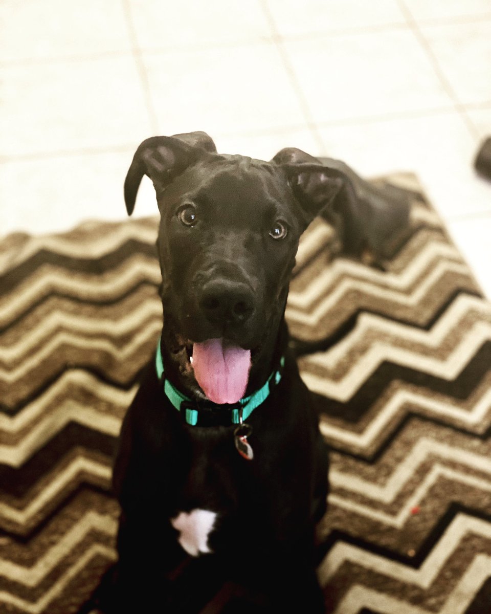 haggsy33's tweet photo. @KennTheSky From a small boy to large boy in only 2 months 🥺 https://t.co/Oy99zKpinh