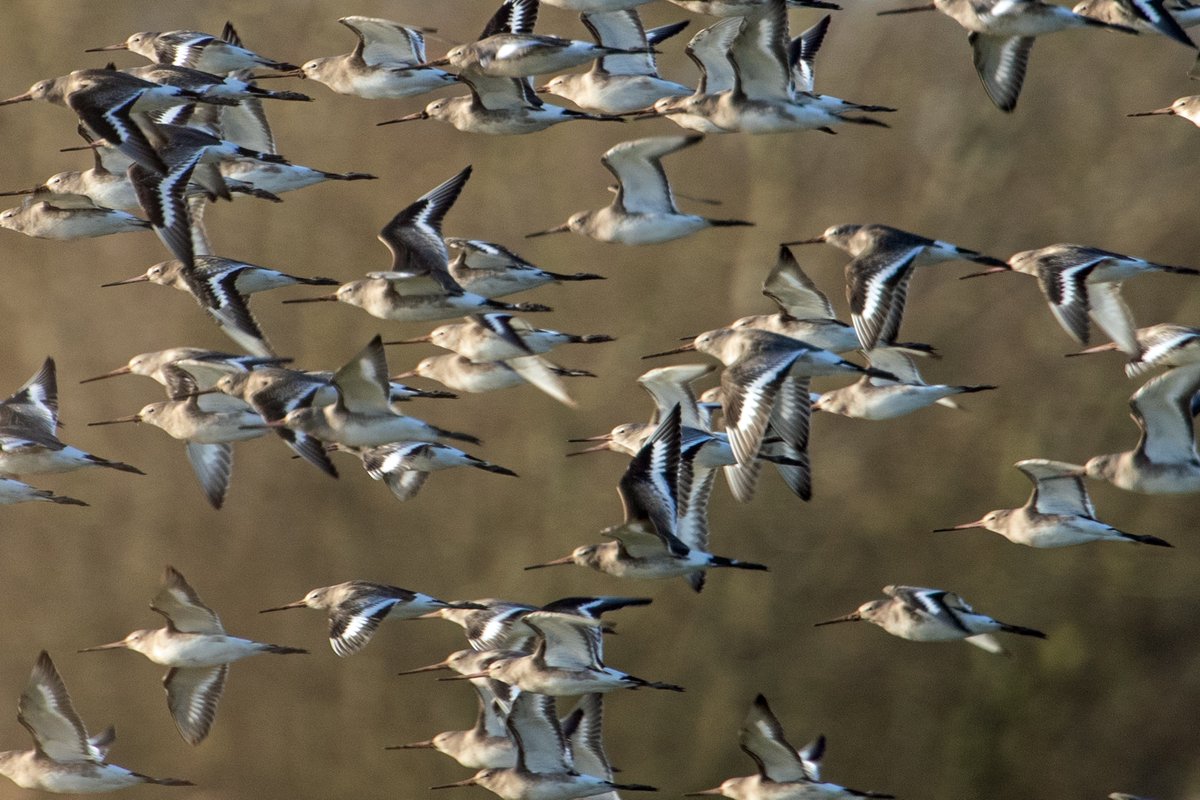 richardjsaxton's tweet photo. black-tailed godwit ? buckenham marshes today.. https://t.co/E9SBHpuqyu
