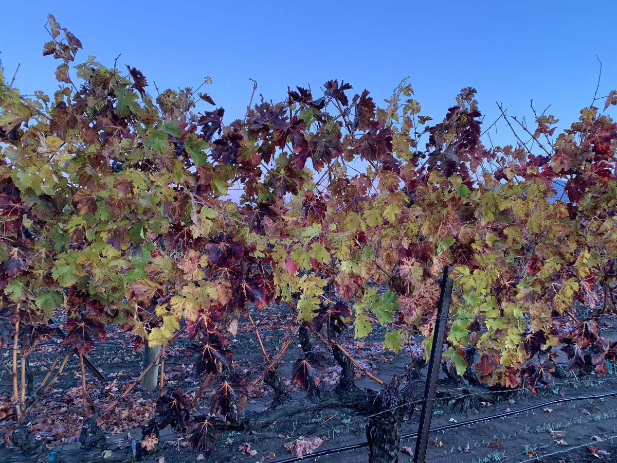 SKK_actor's tweet photo. Took a brisk 37° early morning walk-the sun coming up, vineyards still have beautiful colors &amp; the raindrops are strung on wires like Christmas lights. #grateful to live in the beautiful #napavalley #findbeautyinsmallthings #itsalmostwinter #yayforexercise #Godsbeautifulcreation https://t.co/4dvTRuGHk8