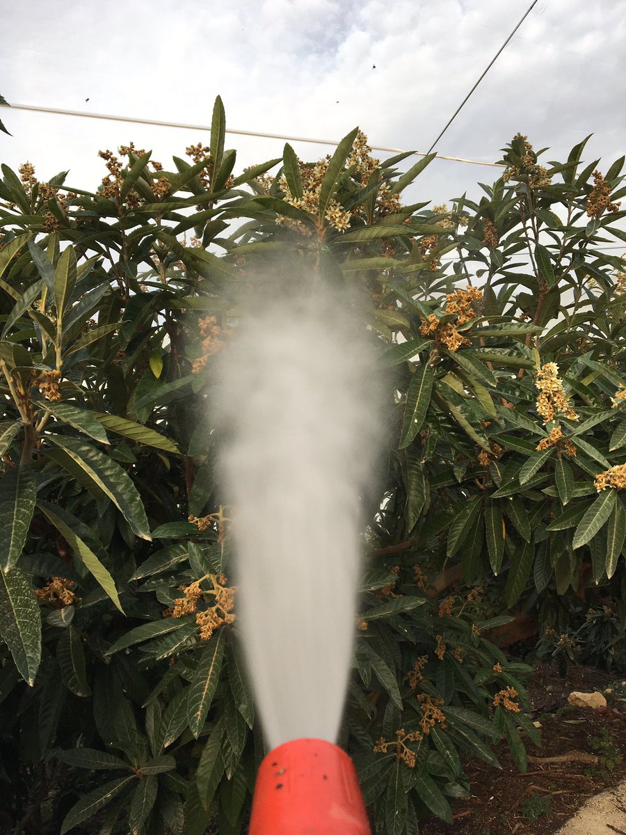 Vicentcg's tweet photo. @BioCAB_es .. Hoy, día espectacular para tratamiento @DisperAgro 
#DisperBloom + #DisperCuMax https://t.co/KMLlCxicmC