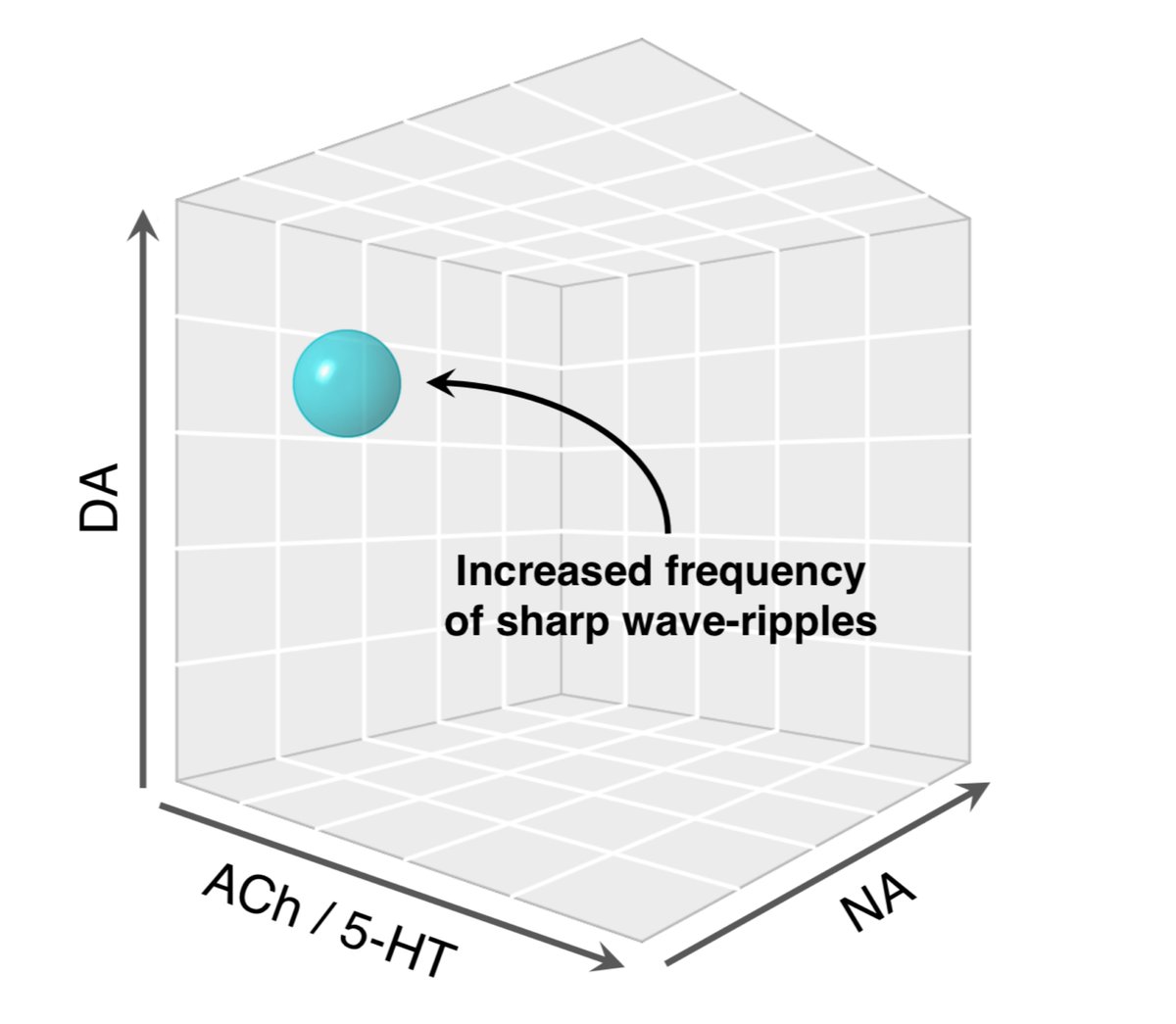10. Together, a bunch of cross-species work suggests SWRs are well placed to trigger a mind-wandering brain state. Turns out SWR occurrence is strongly dependent on hippocampal neuromodulatory tone: we identify the neuromodulatory “sweet spot” where they are likely to occur