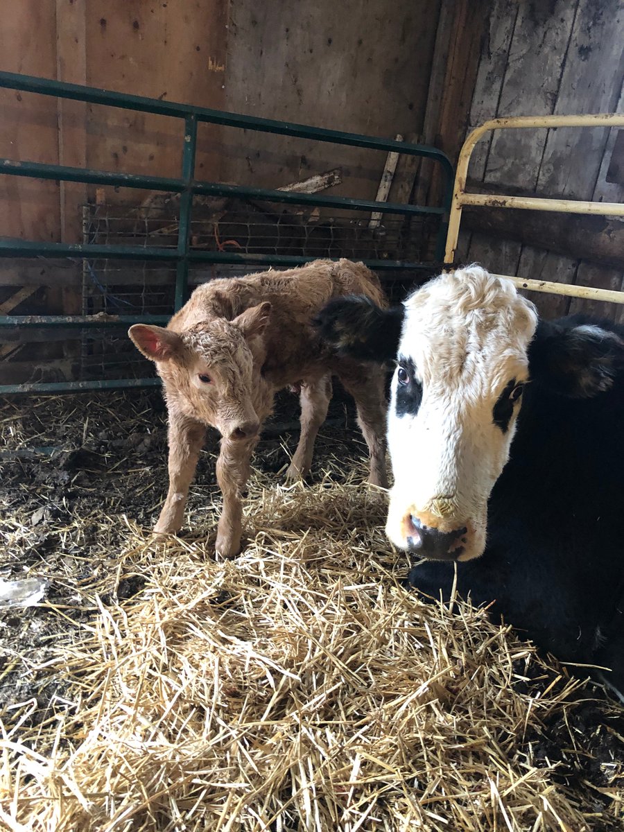 k_lyons55's tweet image. Last calf of #calving20 nice brown heifer