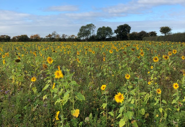 FarmCO2Toolkit's tweet photo. We are hosting a webinar on Thursday 17th on cover crops for farmers in the south west. Join Hannah Jones and @boase_ian from Elsoms Seeds to discuss how to benefit from cover crops on your farm. Book your place now https://t.co/TtomnxzXJL https://t.co/dR4r5cGhqD
