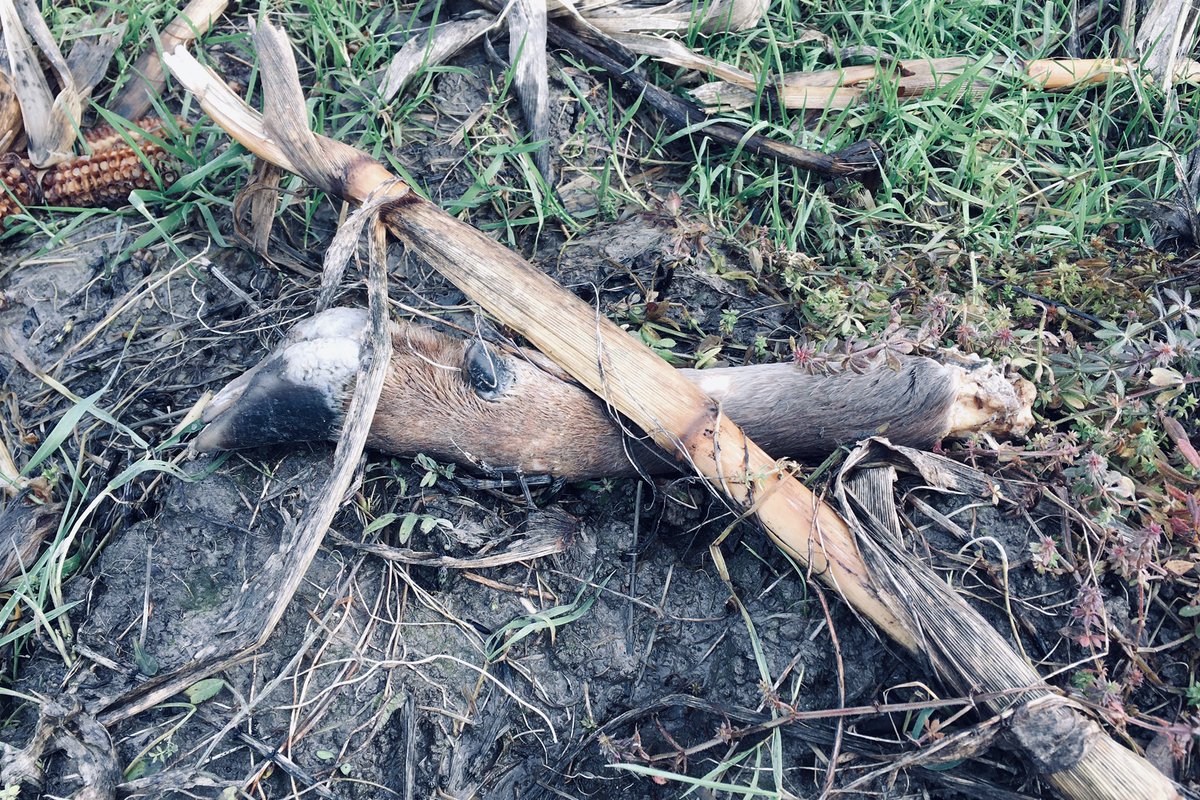 Found a leg today minus a body. Presumably, somewhere, there’s a body minus a leg. Seemed quite distant from the nearest living Roe Deer. #gwenttaphonomy #gwentmammals