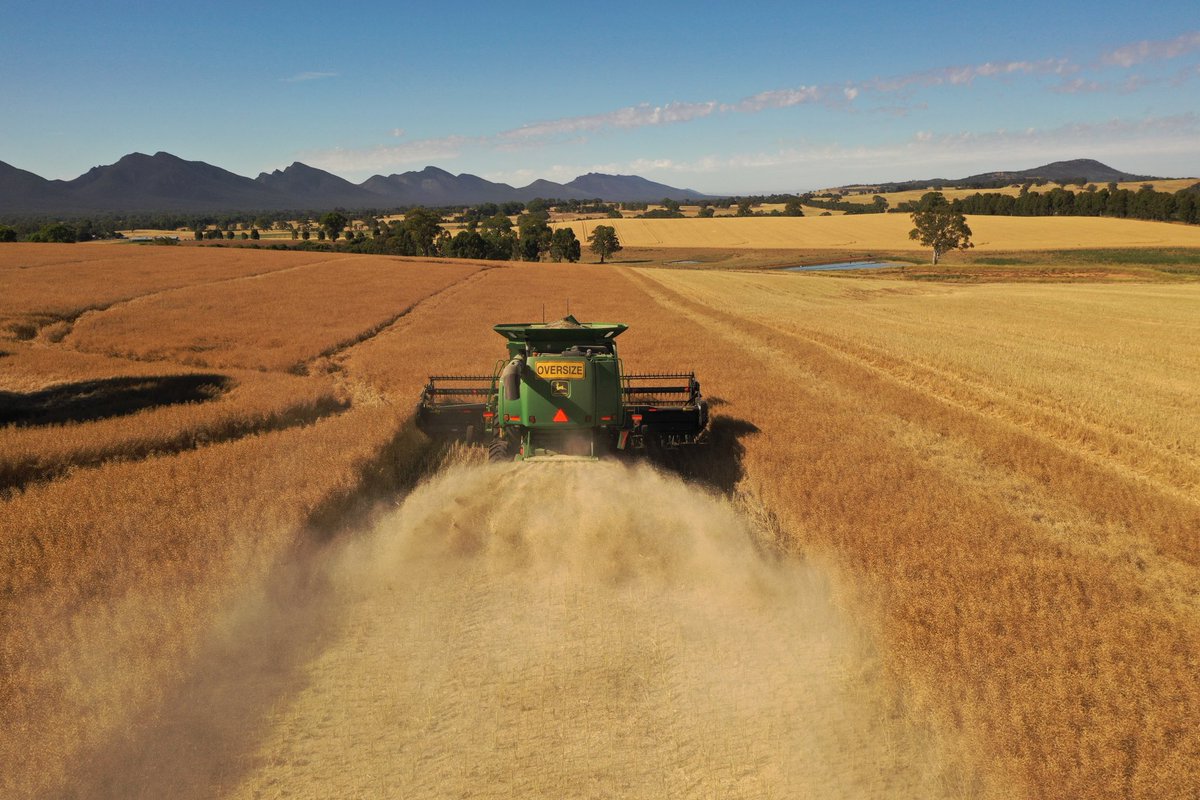 Alister Beveridge (@albeveridge1) on Twitter photo Upgraded the standard chopper this year with a <a href="/redekopmfg/">Redekop Mfg.</a> rotor, stationary knives and tail board. A vast improvement with a finer chop and much more even spread which will make sowing a breeze. Thanks <a href="/mstrachan66/">Marney Strachan</a> for the help. Upgraded the standard chopper this year with a <a href="/redekopmfg/">Redekop Mfg.</a> rotor, stationary knives and tail board. A vast improvement with a finer chop and much more even spread which will make sowing a breeze. Thanks <a href="/mstrachan66/">Marney Strachan</a> for the help.