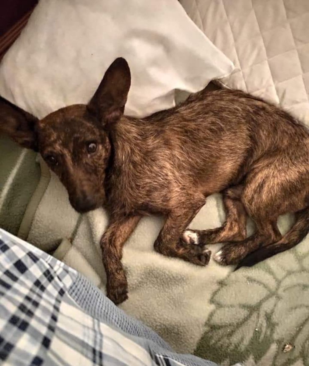 OMBuscandoKaren's tweet photo. 🆘 #Albolote #Granada #URGENTE MÁXIMA DIFUSIÓN 🙏🏻🆘  @Volveralatir TIENEN UN PODENCO PEQUEÑO 😿 EN ACOGIDA EN ALBOLOTE SE HA ESCAPADO DE LA CASA DE ACOGIDA POR FAVOR  AYUDA ES MIEDOSO 🙏🏻😿. TIENE MICROCHIP 
CONTACTO 640736057 @AAmigosAnimales @ChuchosGranada @AnimalNevada https://t.co/17YePLQcXd