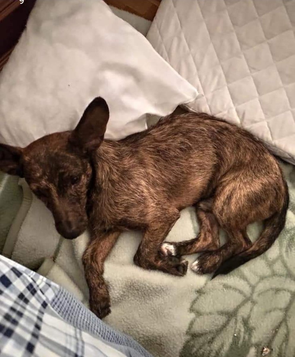 OMBuscandoKaren's tweet photo. 🆘 #Albolote #Granada #URGENTE MÁXIMA DIFUSIÓN 🙏🏻🆘  @Volveralatir TIENEN UN PODENCO PEQUEÑO 😿 EN ACOGIDA EN ALBOLOTE SE HA ESCAPADO DE LA CASA DE ACOGIDA POR FAVOR  AYUDA ES MIEDOSO 🙏🏻😿. TIENE MICROCHIP 
CONTACTO 640736057 @AAmigosAnimales @ChuchosGranada @AnimalNevada https://t.co/17YePLQcXd