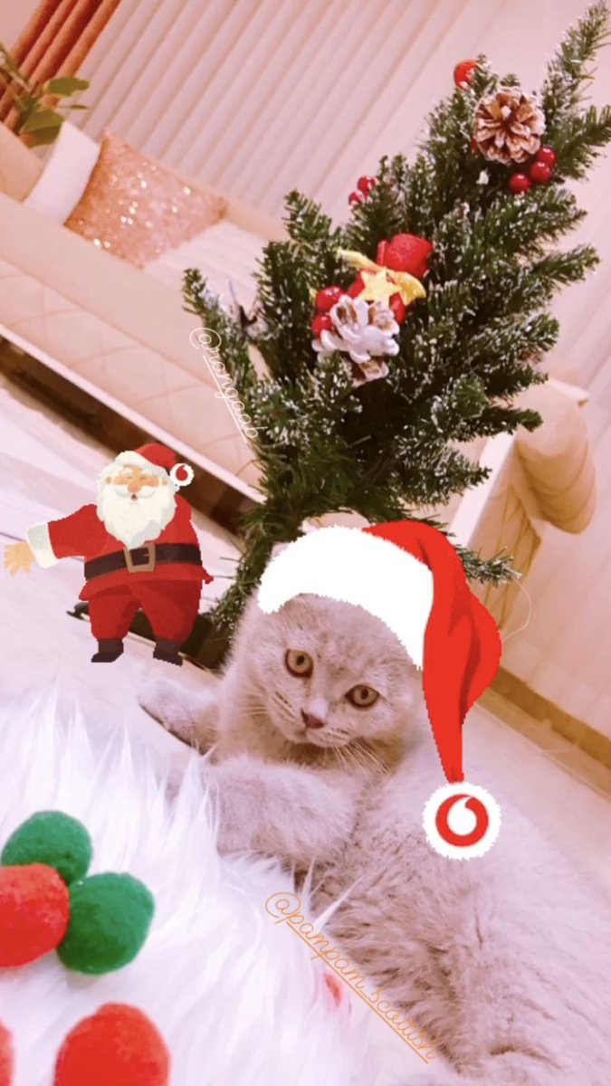 pampam_scottish's tweet photo. Christmas coming soon i’m happy 😸😸#Christmas #ChristmasIsComing #HappyHolidays #12DaysOfChristmas #Angels #beautiful #animals #cats #pets #scatishfoldcats #scatishfold_gold #christmastree #catlovers #fold #scotland #lover #cutecat #cuteanimals #scott #petlovers #christmasdecor https://t.co/jPaeD4Enai