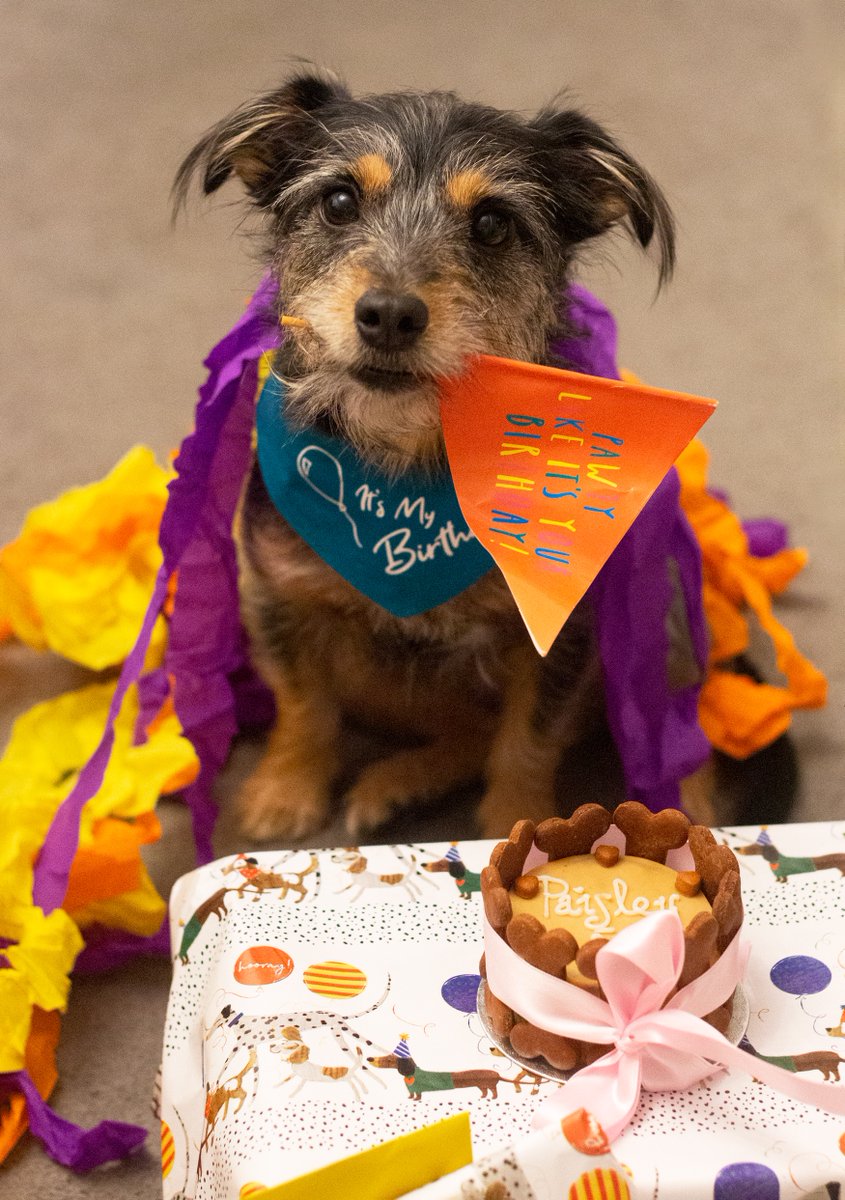 Another year with this beautiful girl! 🥳💜

Paisley turned a big girl 5 on Saturday! We weren't able to do much with her as we're in tier 3 but we took her out on a new local walk, visited the pet shop and picked up some takeaway chicken for her dinner. Happy birthday, Pais! 🥰
