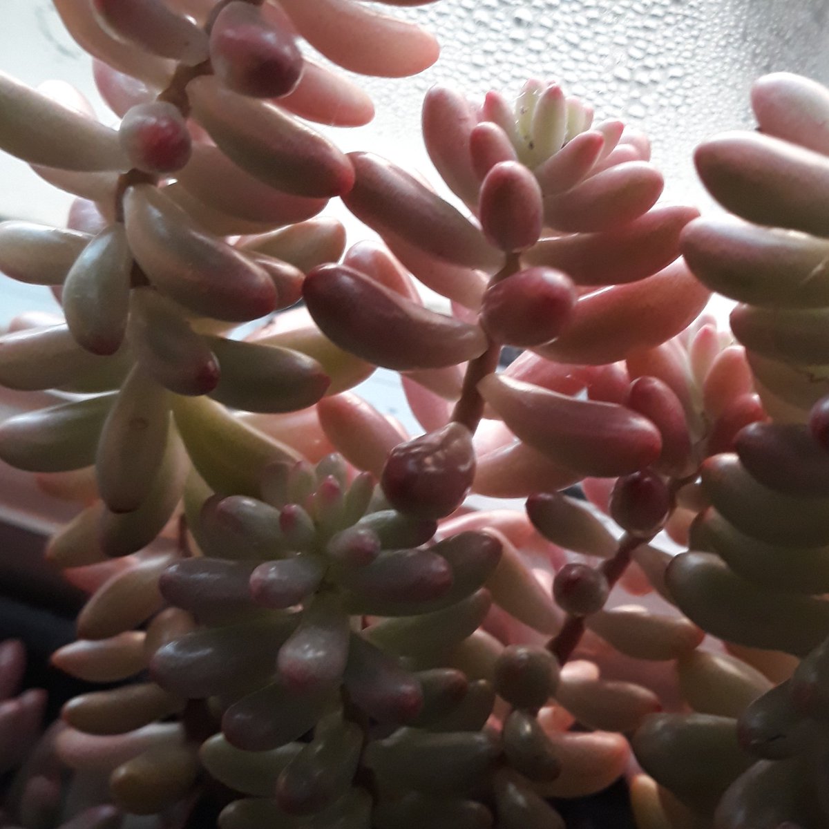 #AdventCalendar 14 Dec. Aeonium 'Sunburst' and other Crassulaceae struggling through the winter on the spare bedroom windowsill - Echeveria 'Trumpet Pinkie', Serum 'Aurora'. #mycollection #mygarden #succulents