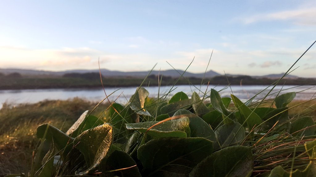 Seabeet harvesting in the winter sun in stunning Wicklow