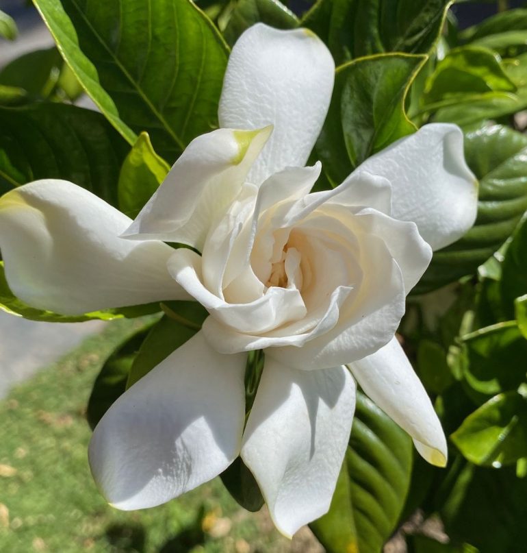 purplem0_0n's tweet photo. For my precious angel, a beautiful jasmine that means purity, simplicity, modesty and strength. We love you Kang Yeosang~♡

@ATEEZofficial 

#weloveyouyeosang
#yeosangbeautifulangel 
#yeosangbestboy
#yeosangworlddomination https://t.co/laHCks4Ei2