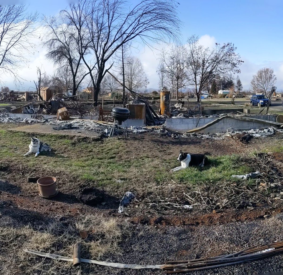 Update: someone asked about what kind of dog Jasper is and I have just confirmed that he is a purebred border collie, despite looking a bit cattle-doggishHe also blends in perfectly with ashes, so you could say he was born for the work