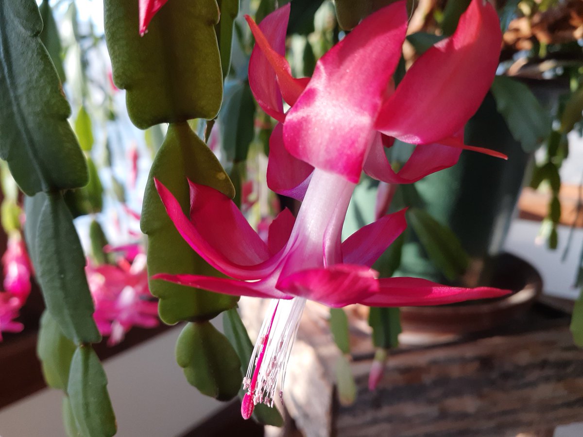 The sun made a brief appearance today so I took this snapshot of Christmas cactus flowers.  #ArtAdventCalendar