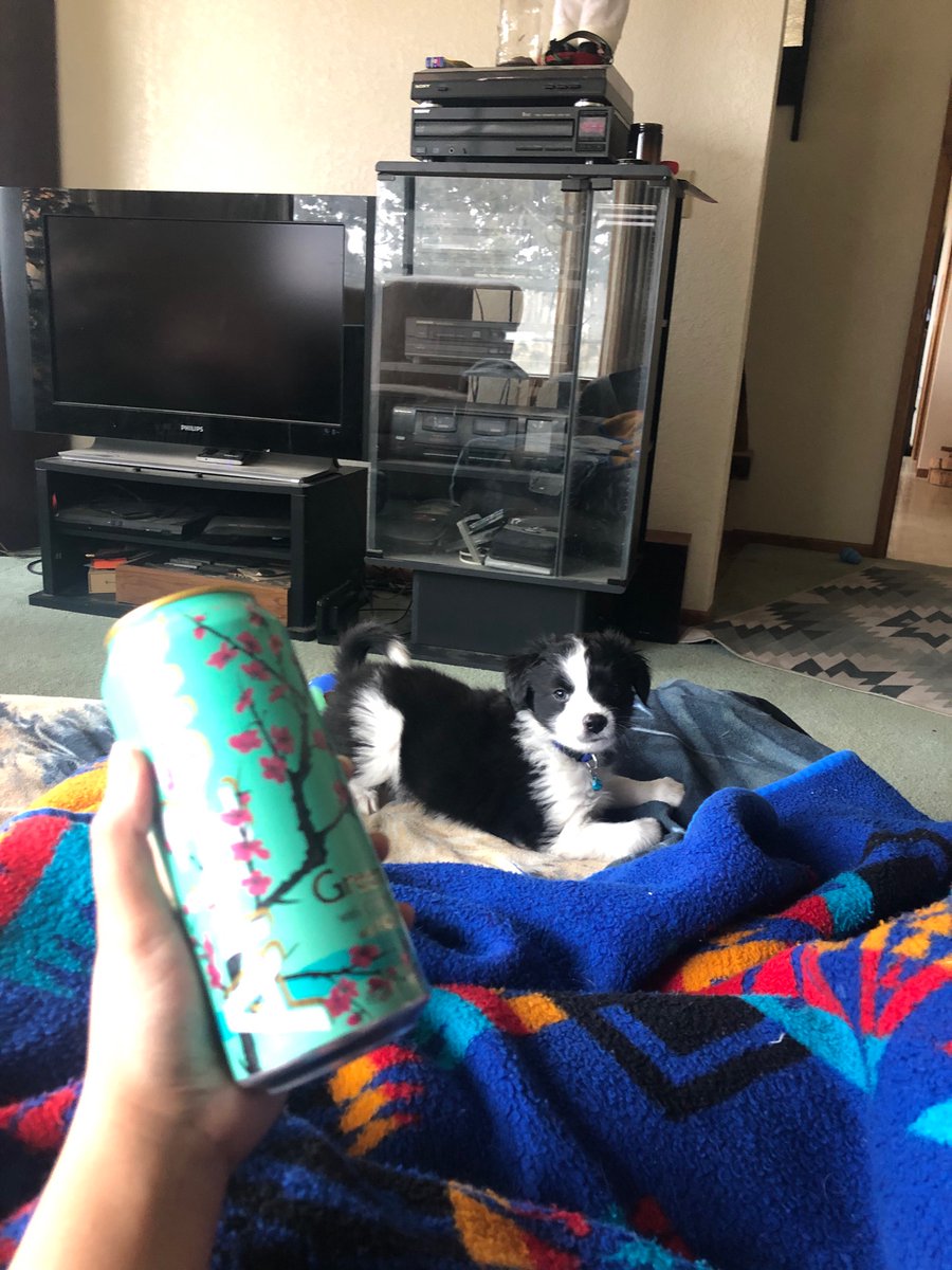And we’re back with a little afternoon Sage a Day! Day 5: Sage v. Arizona tea. To be fair, he is a little farther away from the camera so this isn’t a perfect perspective but I can confirm in reality he really is just too small in comparison.