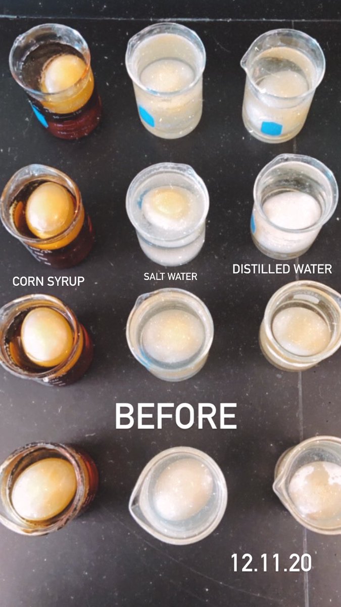Ms_Calasso's tweet photo. Check out these eggcelent results!🥚✨ The high fructose corn syrup sucked the water out of the egg, causing it to shrivel and dehydrate!The other eggs experienced an influx of water and swelled. Students will evaluate results &amp; continue exploring this phenomena! #BectonScience https://t.co/i3Vvg5chf6