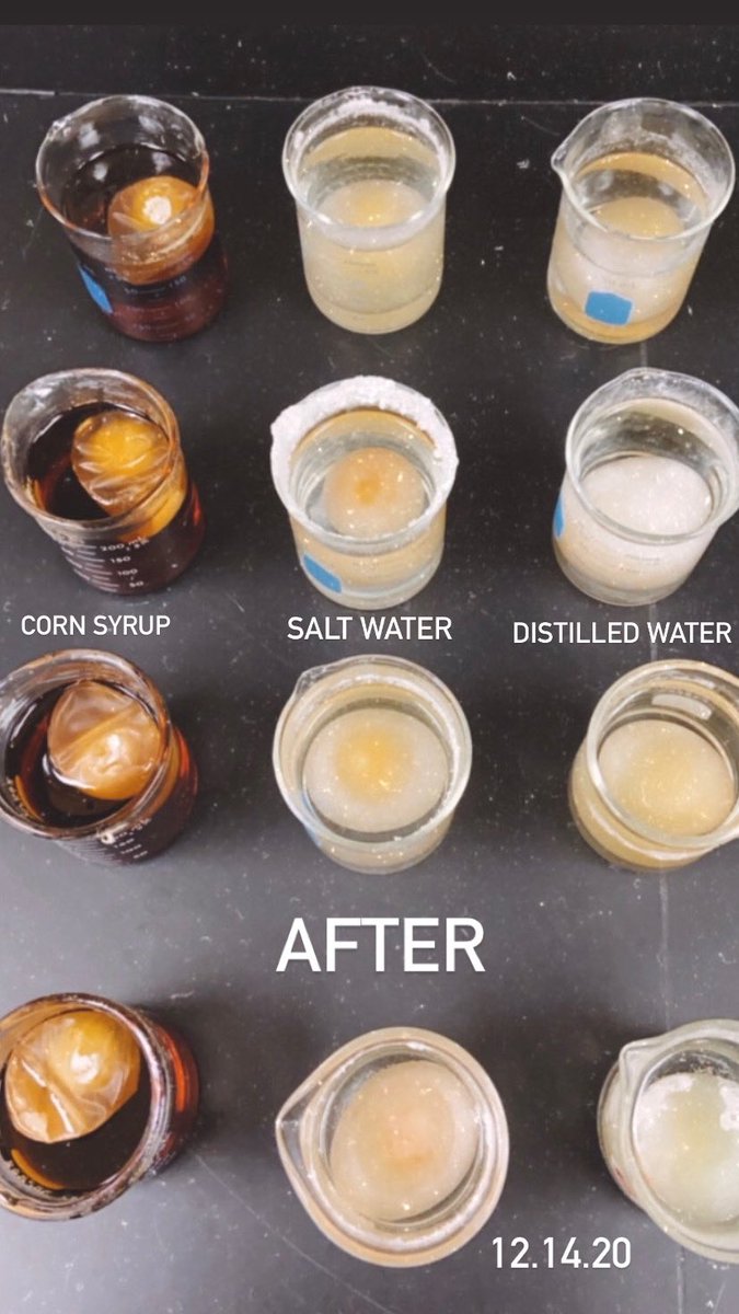 Ms_Calasso's tweet photo. Check out these eggcelent results!🥚✨ The high fructose corn syrup sucked the water out of the egg, causing it to shrivel and dehydrate!The other eggs experienced an influx of water and swelled. Students will evaluate results &amp; continue exploring this phenomena! #BectonScience https://t.co/i3Vvg5chf6