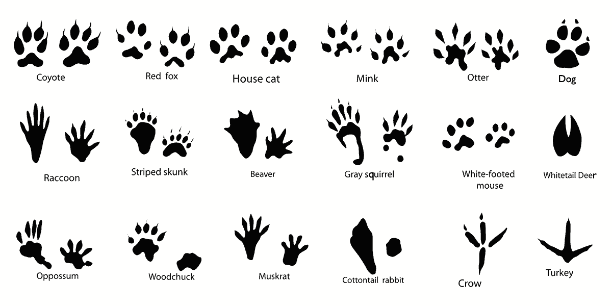 dishmanhills's tweet photo. As winter and snow approaches. Don't forget to spend time outdoors with your kids. Here is a guide to identifying animal tracks commonly found in the Inland Northwest. 
Happy tracking everyone https://t.co/A4tdm0bjHM