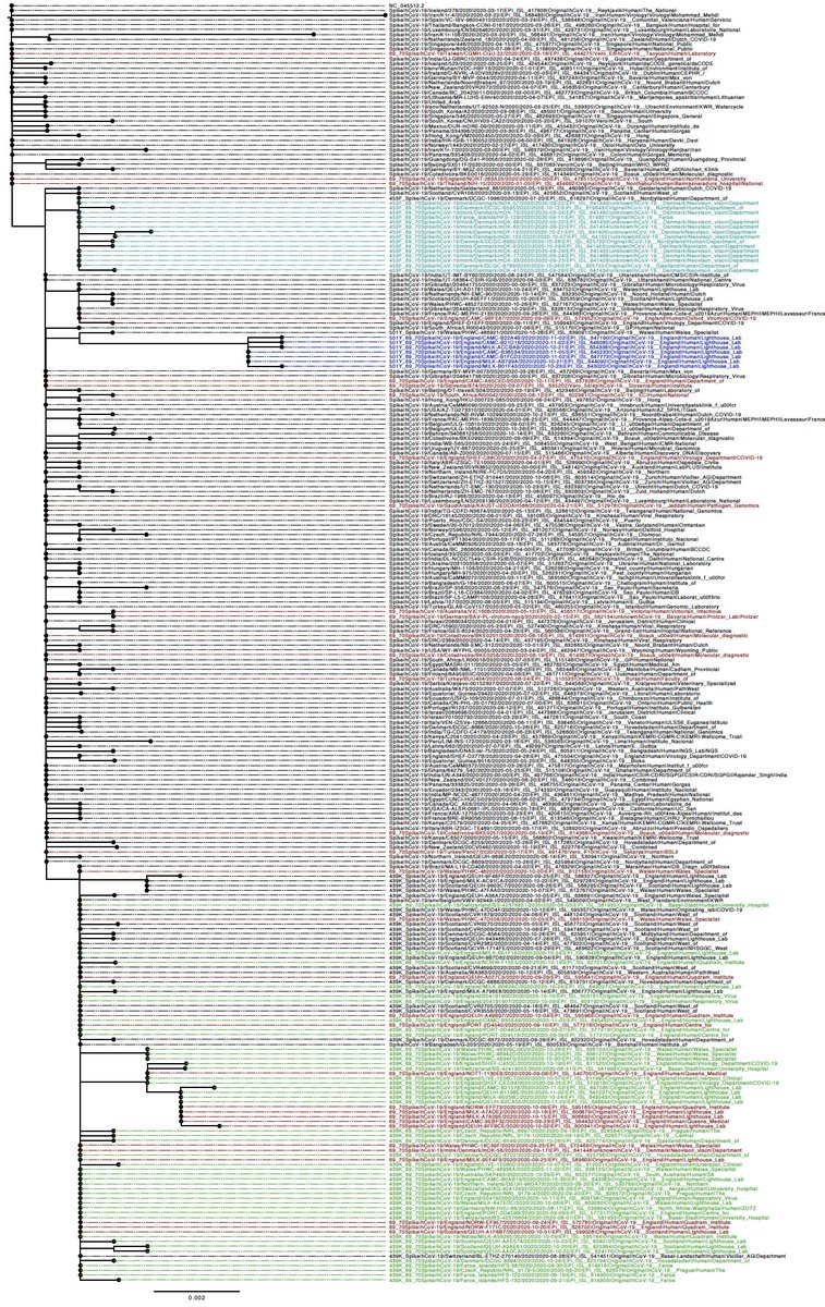 H69/V70 deletion occurs in many lineages globally. Either on their own (in red) or in concert with other mutations at the receptor binding domain; N501Y (dark blue), N453F (cyan) and Y439K (green).