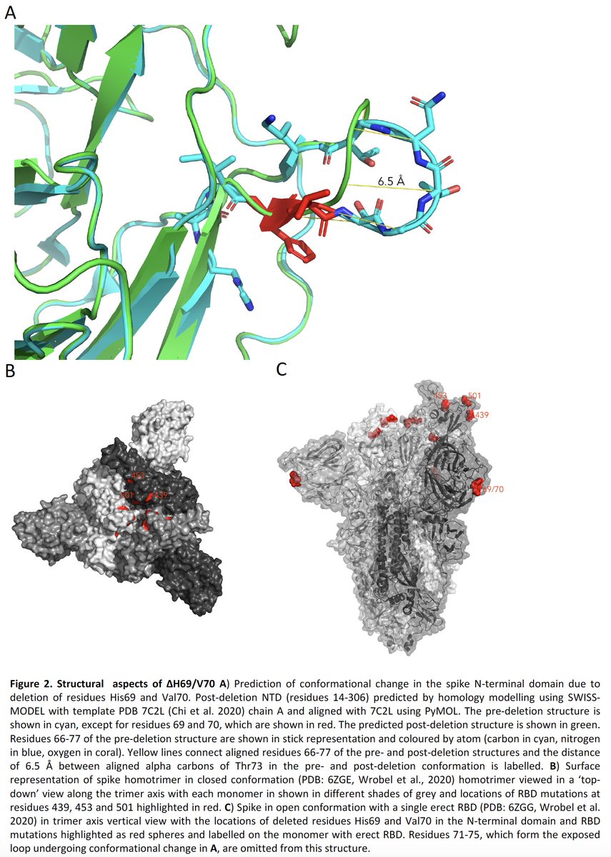 Structural analyses of the H69/V70 deletions in the NTD suggests a conformational change of the exposed loop by 6.5A, which we hypothesise may effect a conformational change in the RBD.