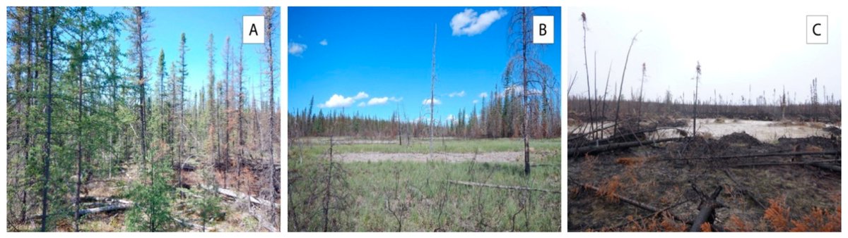 New paper from ACE! PhD student Michelle Knaggs published her master's work, looking at the effects of wildfire severity on songbirds in boreal Alberta.

Read the full paper here:
mdpi.com/1999-4907/11/1…