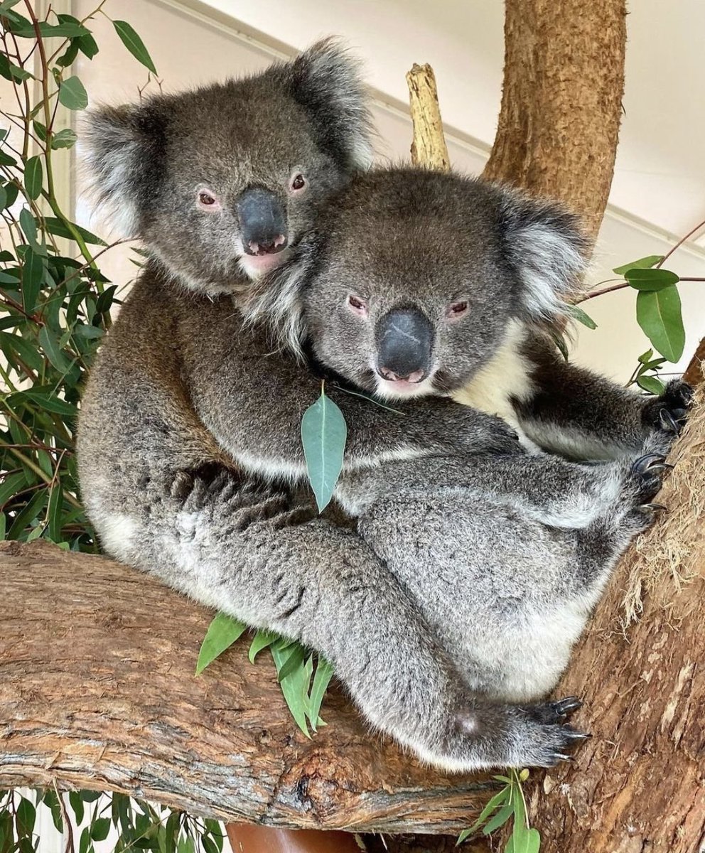 A little Koala love from @clelandwildlifepark 

Repost @australia Ig

'Tis the season for awkward Christmas family photos! 👪 😂 We can always count on @koala_keeper_ness Ig 
#seeaustralia #holidayherethisyear #visitadelaidehills #seesouthaustralia #wildlife #koala