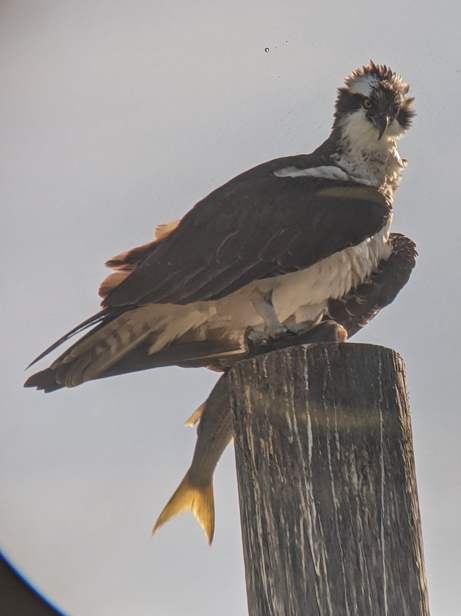 Maddy Panzino tweet media