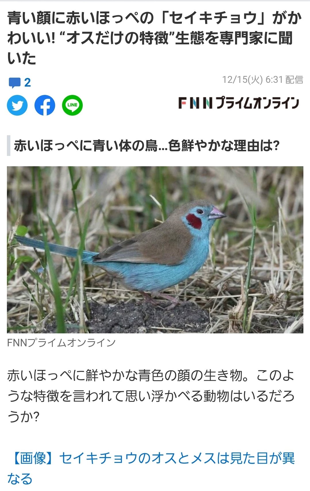 あーりん 青い顔に赤いほっぺの セイキチョウ がかわいい オスだけの特徴 生態を専門家に聞いた T Co Yxyuf0dn8o コード264 青い鳥 青輝鳥 サファイヤ 可愛い 日運に来たタイミングで話題に 天瀬ひみか様の コードロジー