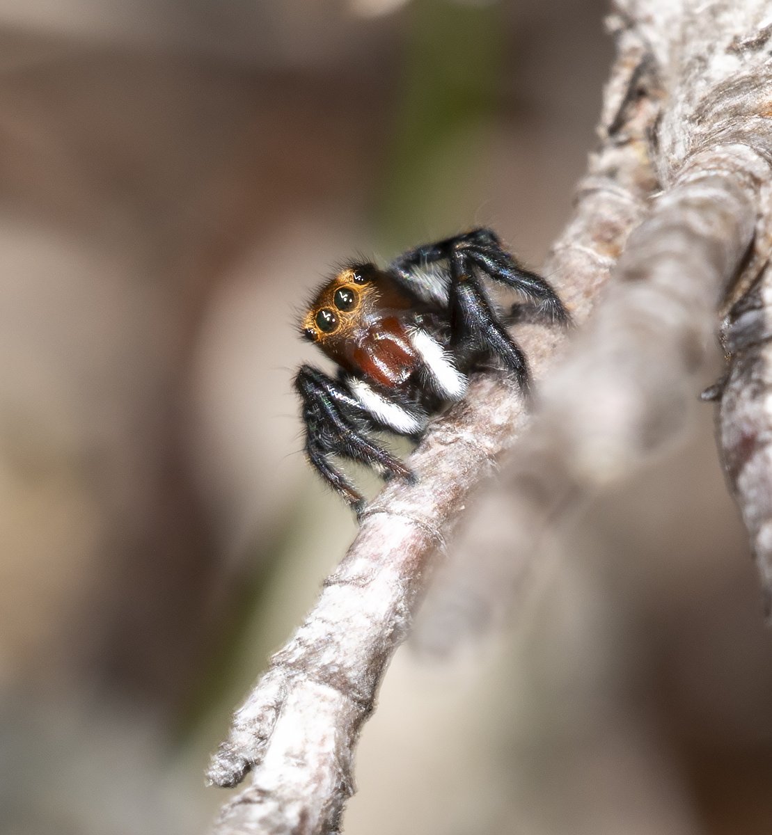keefypoppet's tweet photo. @tdjsayers @ausgeo @Wilderness_Aus @abchobart @ABCscience @AusConservation @Tas_Land @nature_org Looks similar to this one (tentatively IDed as Jotus) from kunanyi in January... https://t.co/PU7y1Pd0W5