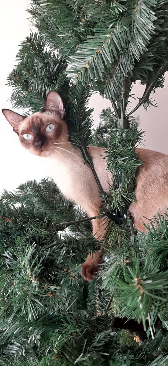 tvnnoticias's tweet photo. Bien dice la frase: "La curiosidad mató al gato". Varias personas en redes sociales han dado conocer cómo sus gatos han tratado de arruinar sus decoraciones navideñas ante sus ganas de explorar los objetos ¿Has tenido estos problemas con tus mascotas? #NoticiasTVN https://t.co/YRPSoxH5L1