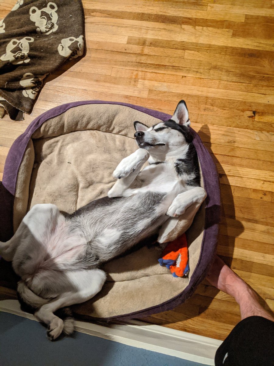 riverthepuppy's tweet photo. One of the more interesting things I learned from the kitties who raised me is how to find comfortable sleeping positions. Very normal.

RIP my tiny sage friends 😥 https://t.co/7rtUsACut6