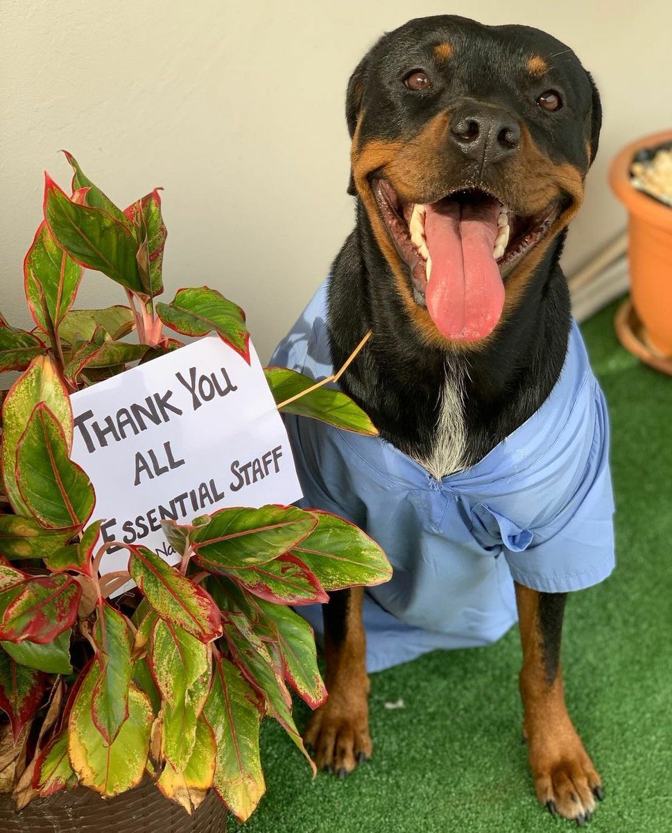 Deepan37260944's tweet photo. And becoz we can never say thank you enough.. here's one more thank you note for everyone out there doing all that they can to get us through the global coronavirus pandemic 
#10KThankYous #ChennaiCyberShield #CNXC #Concentrix https://t.co/bMVohD4ruw