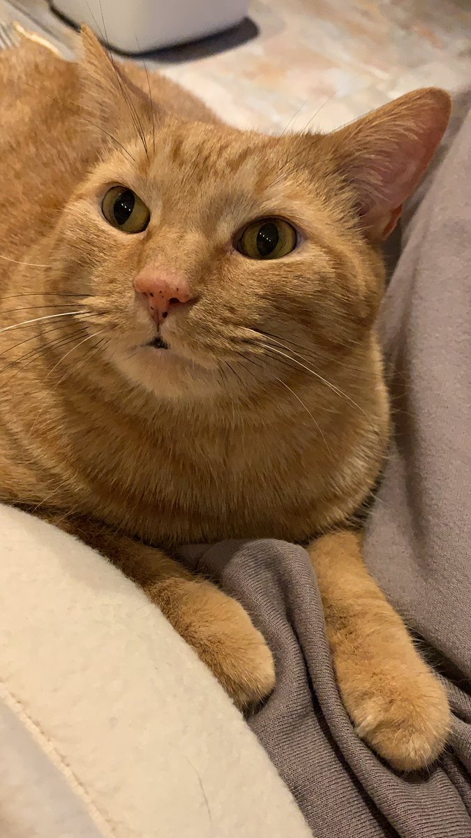 schmorgg's tweet photo. All hail the healing powers of this lap cat #lilRon https://t.co/VcwQeZtI9Z