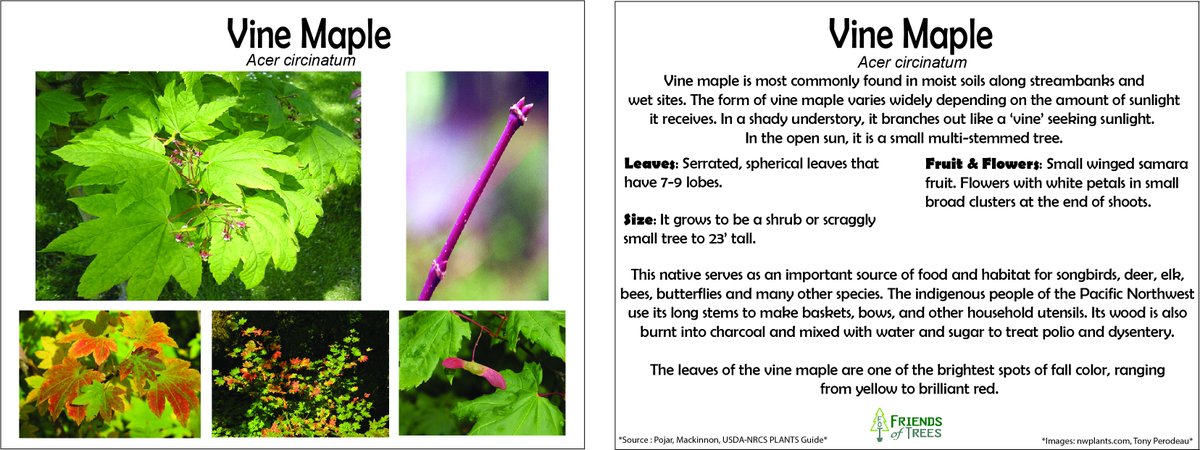 Friends Of Trees On Twitter Let S Talk About The Pnw Native Small Tree Or Large Shrub Vine Maple Or Acer Circinatum They Love Moist Soils And Grow In The Shade As A