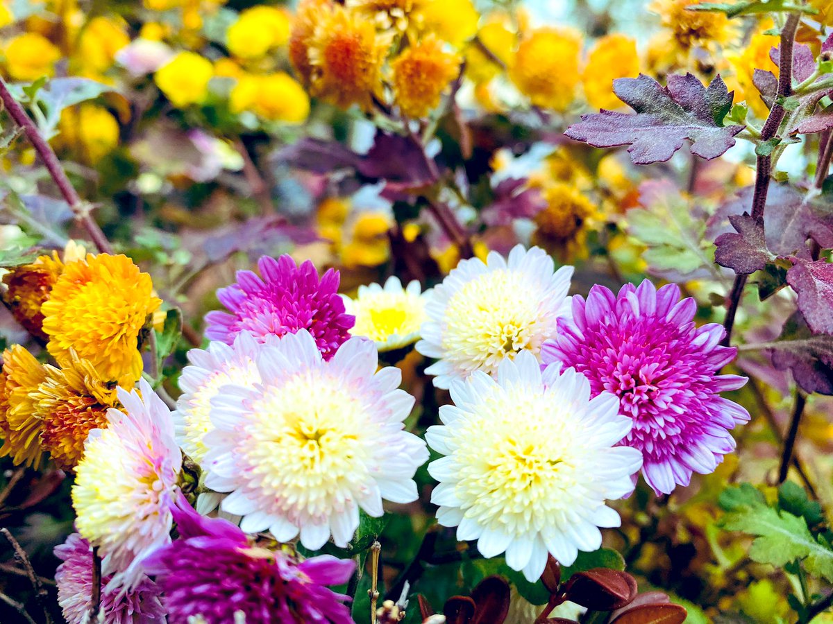 추운 날씨이지만,
꽃이 보이면 포근함이 가득해 진다.